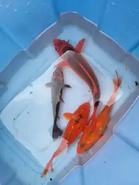 Koifish for sale in Aylmer Ontario 