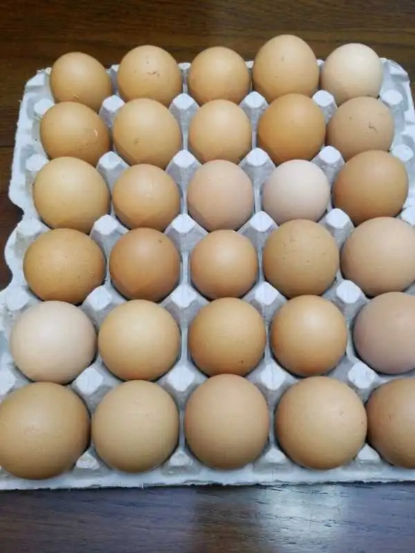 Free range eggs