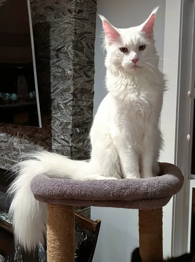 Purebred  Maine Coon Kittens in Cats & Kittens for Rehoming in Victoria - Image 8