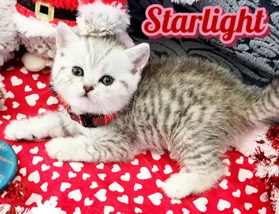 2 Beautiful Scottish Straight  girl looking for a new home!, View more