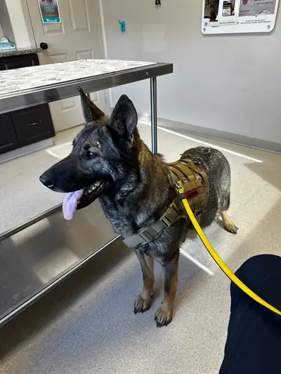 Purebred German Shepherd Female , View more