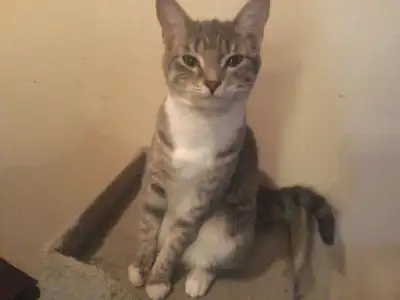 Egyptian Mau mix Russian Blue/Nebelung, View more