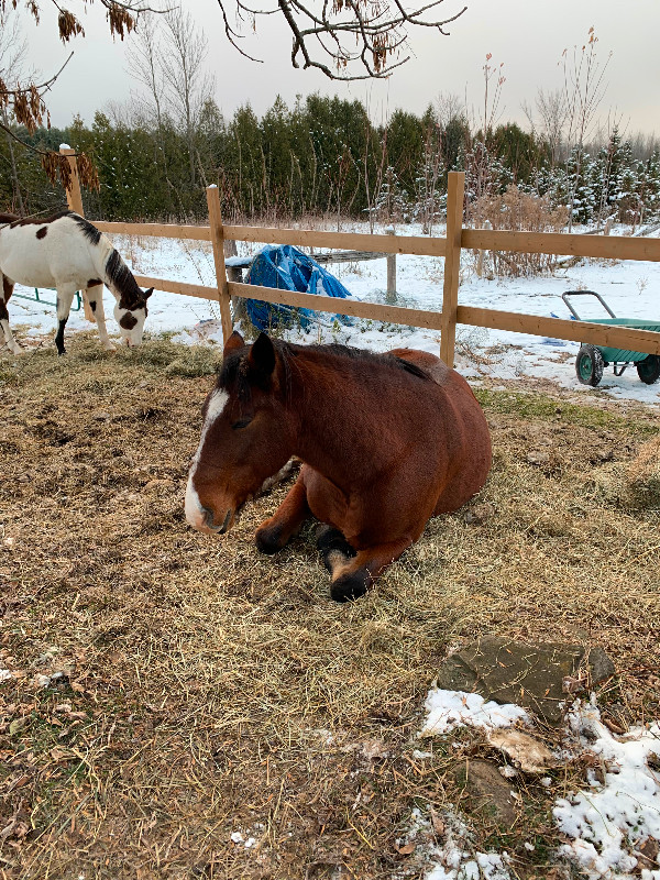 Offering On Property Lease in Horses & Ponies for Rehoming in Brockville - Image 3