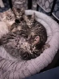 Ragdoll x Bengal Kittens! 