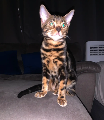 Purebred Male Bengal Kitten, View more