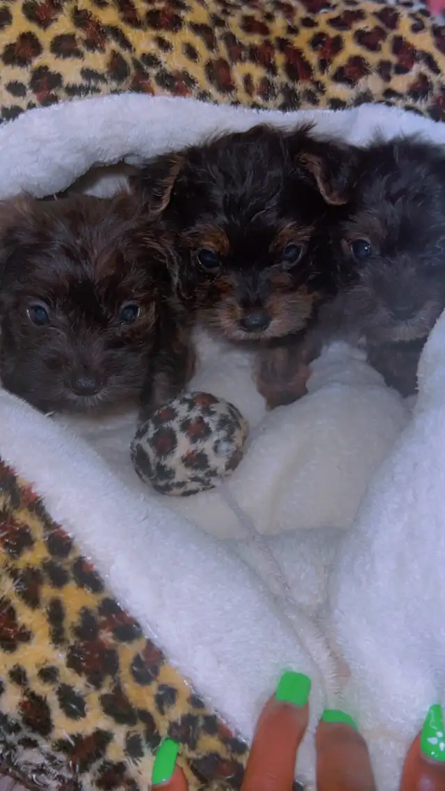cute puppies for sale in Dogs & Puppies for Rehoming in St. Catharines - Image 6