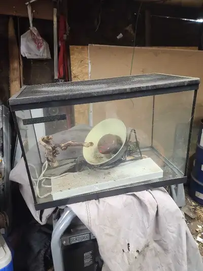 lizard tank 20 g, View more