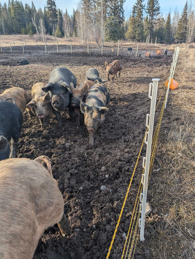 Duroc cross pigs in Livestock in Quesnel