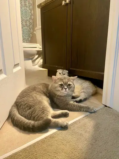 British Shorthair Scottish Fold Couple, View more