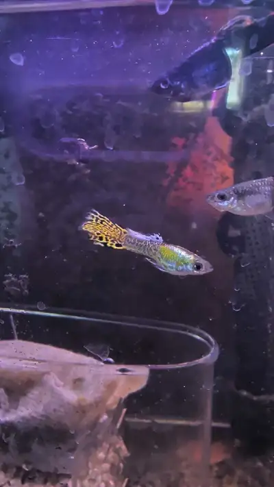 They're not very pretty but they have some pretty cool colours. My guppies has too many babies and I...