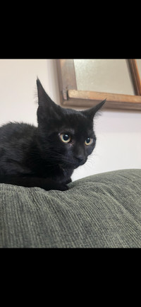 Black Adorable Kitten