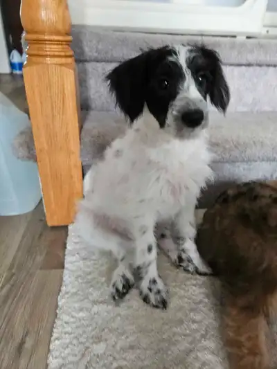 This 3 month old Schnauzer Schnoodle has had his first set of shots, deworming and come with the vet...