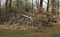 Tree Cutting, Rake Leaves,Stump Grinding,Rototilling, Hedge Trim in Lawn, Tree Maintenance & Eavestrough in Ottawa