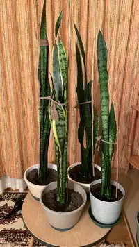 Snake, or Mother in Laws Plants