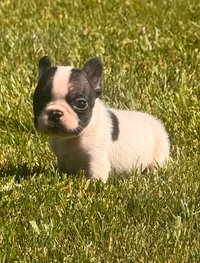 CKC registered French Bulldog Puppy in Dogs & Puppies for Rehoming in Markham / York Region - Image 6