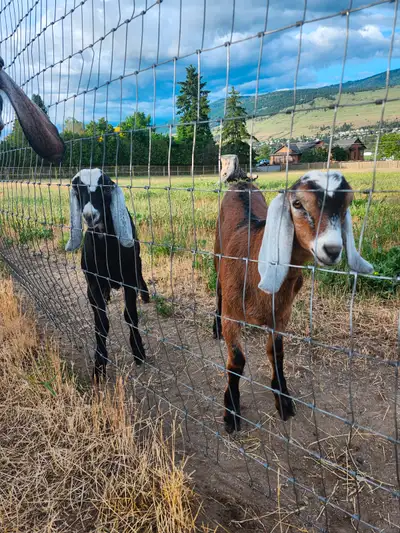 Two quality Nubian bucklings for sale, both parents registered and from excellent milking stock. Can...