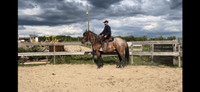 reduced 15 year old draft cross 16 3hands gelding can ride