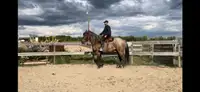  year old draft cross 16 3hands gelding can ride