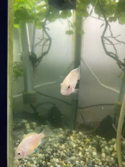 Polar Parrot Fish, View more