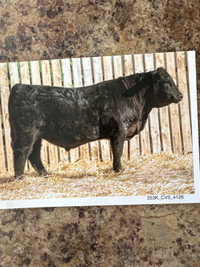 2022 Purebred Black Angus bull