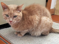 OM. Neutered, Fully Vaxxed, 12-Year Old Male Cat Needs Home