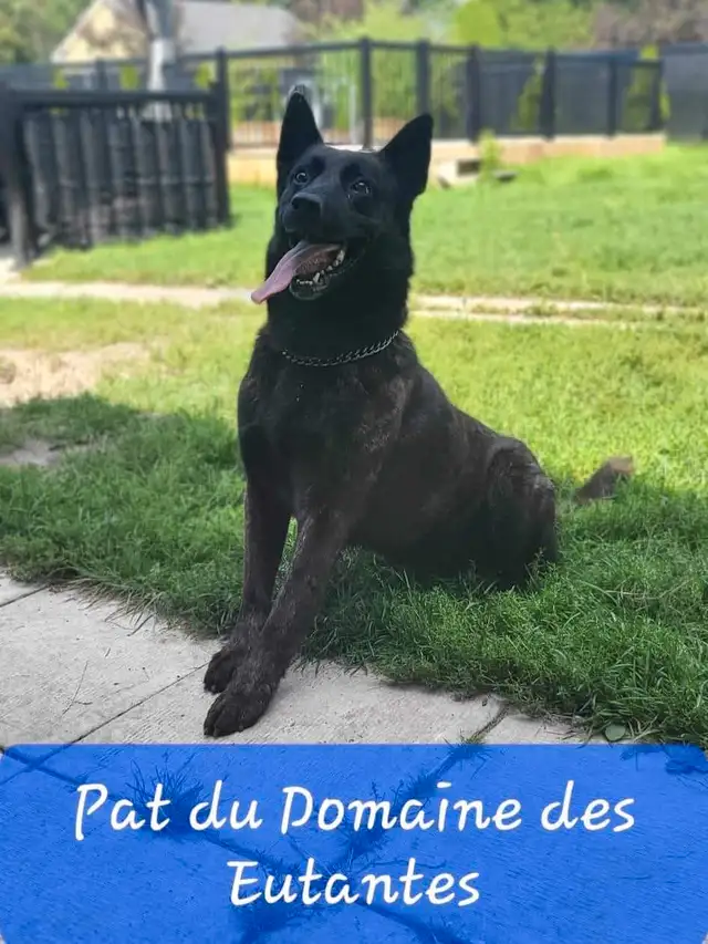 Dutch Shepherd Berger Hollandais Registered in Dogs & Puppies for Rehoming in Laval / North Shore - Image 8