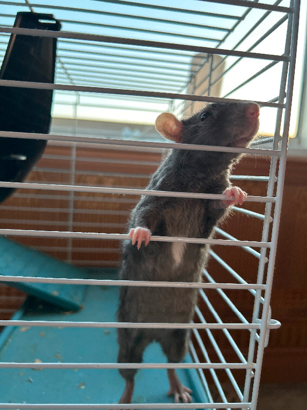 Rattes avec équipement dans Petits animaux à adopter  à Saint-Hyacinthe - Image 2