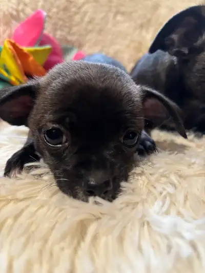 Chihuahua/Shih Tzu, View more