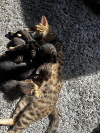 Mixed Bengal Kittens For Sale