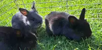 Baby bunnies ready to go!