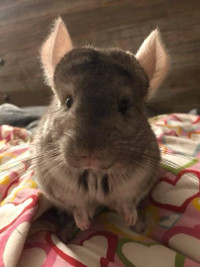 Chinchillas 