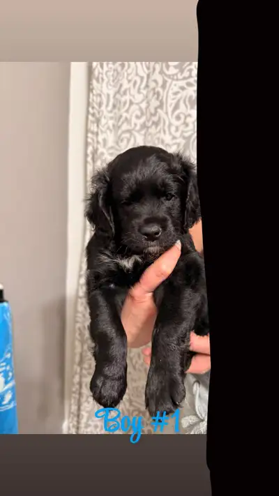 Shorkapoo puppies, View more