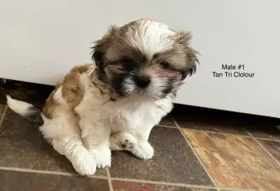 Lilly Mae’s gorgeous litter are looking for their forever homes, born on January 11th they will be r...