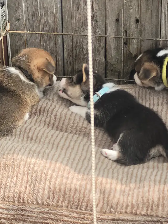 Welsh Corgis Pembroke in Dogs & Puppies for Rehoming in Victoriaville - Image 9