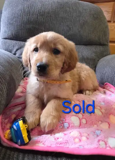 Purebred Golden Retrievers, View more