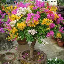 small trees $6062864746217603123