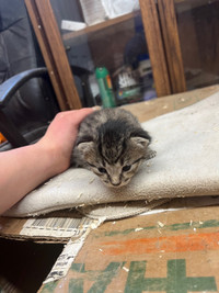 $50 barn kittens looking for good homes 