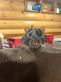 Cute male rat pair needs forever home
