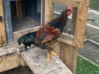 Free roosters, View more