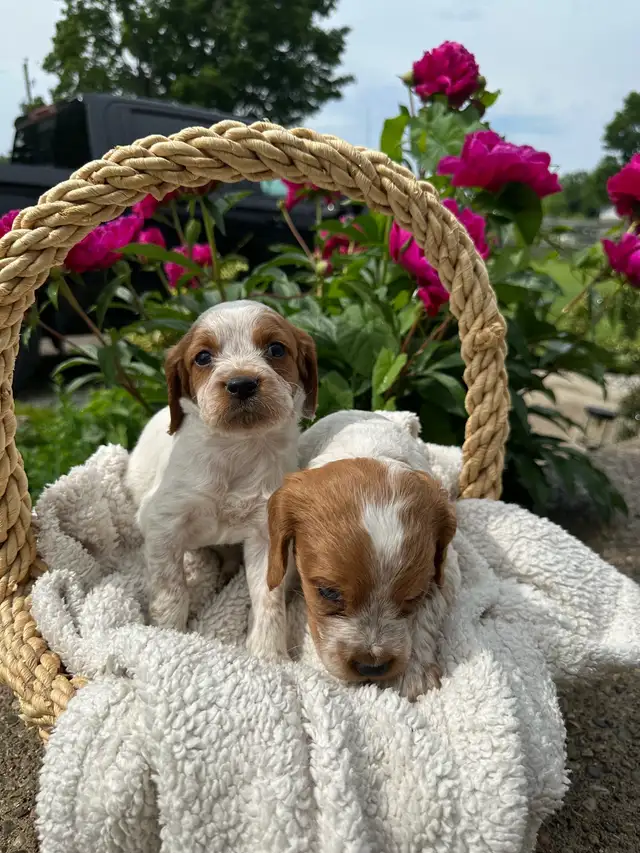 CKC Registered Brittany Spaniel Puppies in Dogs & Puppies for Rehoming in Oakville / Halton Region - Image 5