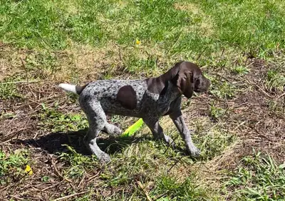 German Shorthaired Pup, View more