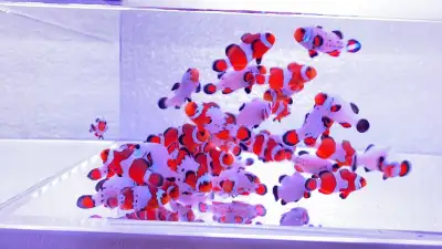 Premium Quality Clownfish- lots of designer types , View more
