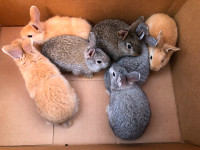 Cute, Fluffy, Bunny Rabbits for Sale $50 Each