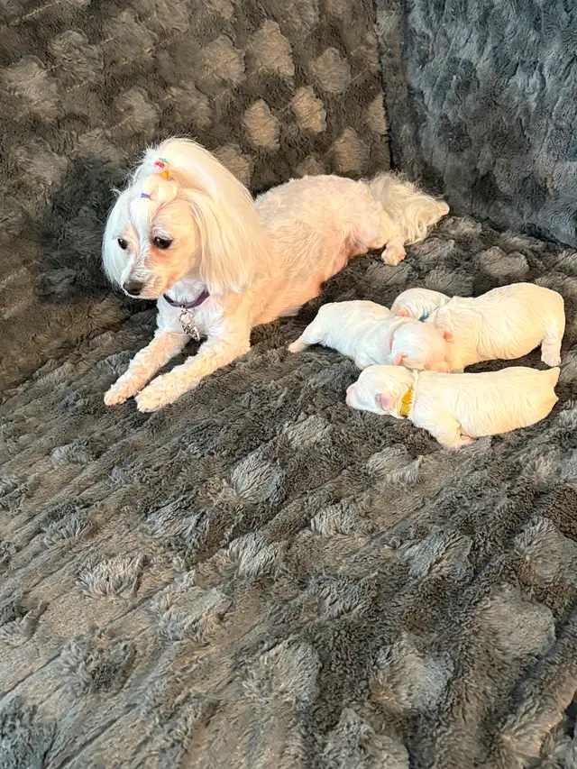 Purebred Maltese puppies in Dogs & Puppies for Rehoming in Winnipeg - Image 3