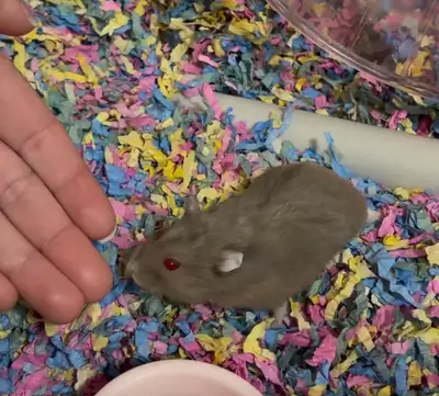 Dwarf Hamster (WITH EVERYTHING NEEDED), View more