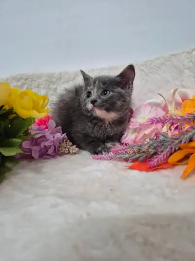 Hypoallergenic kittens, View more