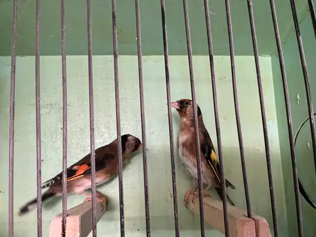 pair European gold finches for sale in Birds for Rehoming in Barrie - Image 3
