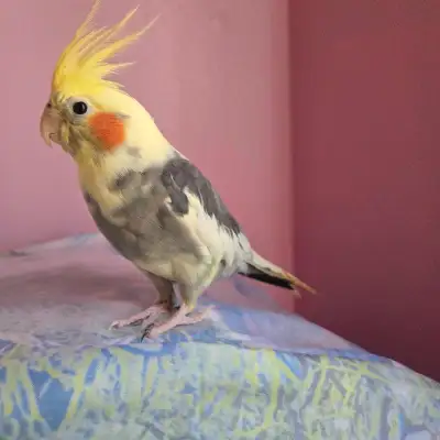 tame male cockateil bird, View more