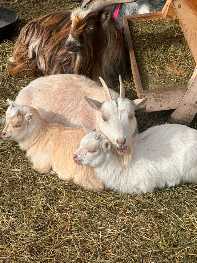 SPRING ARRIVALS…..NORWEGIAN MILKING GOATS  FOR SALE in Livestock in Barrie