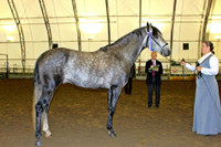 2 outstanding Andalusian stallions standing at stud